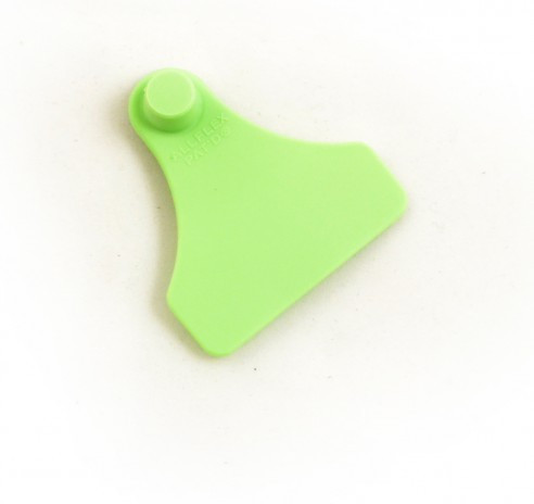 BOUCLE JUNIOR FEMELLE